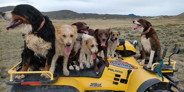 All the dogs want a ride!  It's their favorite thing.