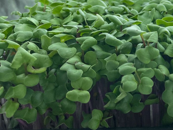 micro radish