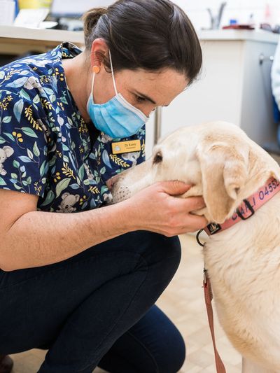 Veterinarian gently comforting a Labrador in a clinic.