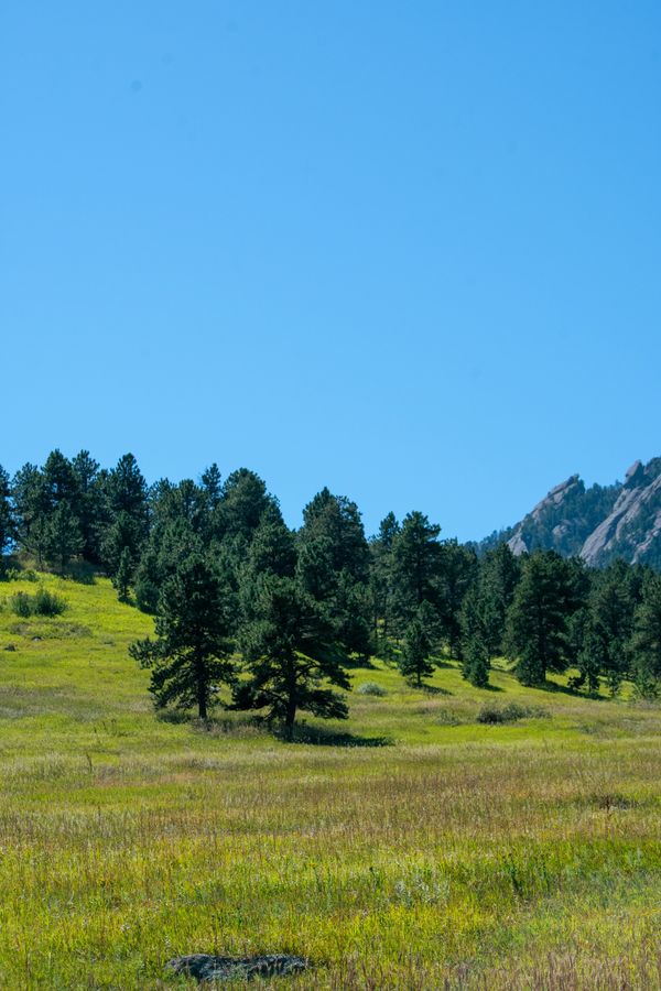 Trees scattering the base of the Rocky Mountains in Boulder.