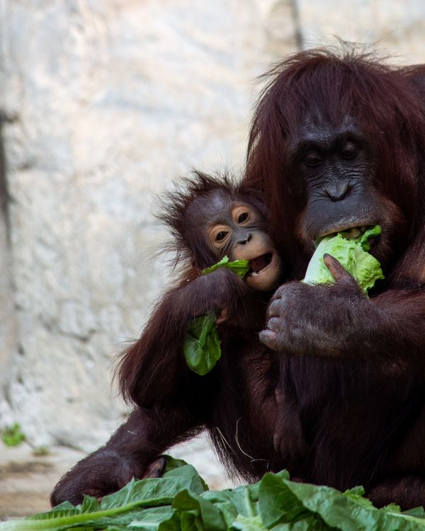 An orangutan holding its baby while they both chow down on some lettuce.