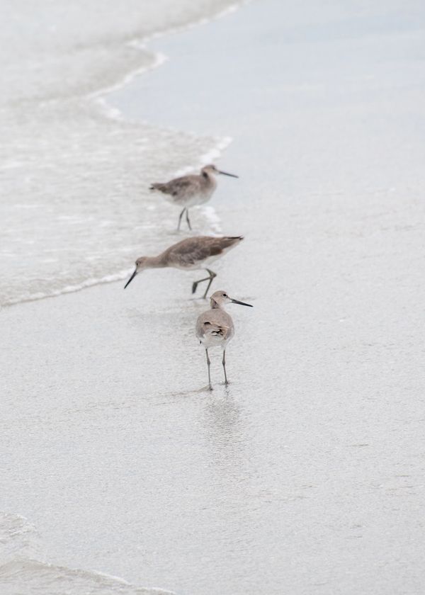 Three brown willets hanging out in a line at the shoreline.
