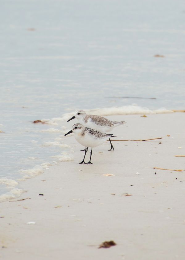 Two sanderlings scouting for food at the shoreline in Siesta Key.