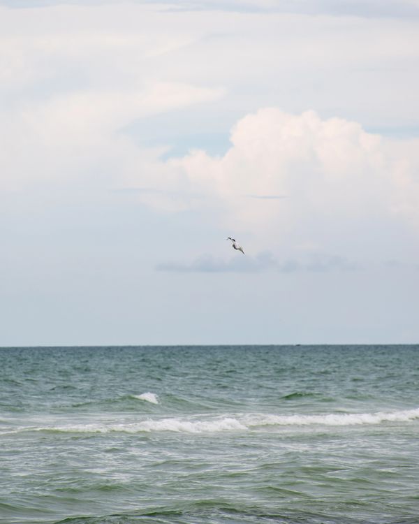 Birds getting ready to dive into the ocean in Siesta Key.