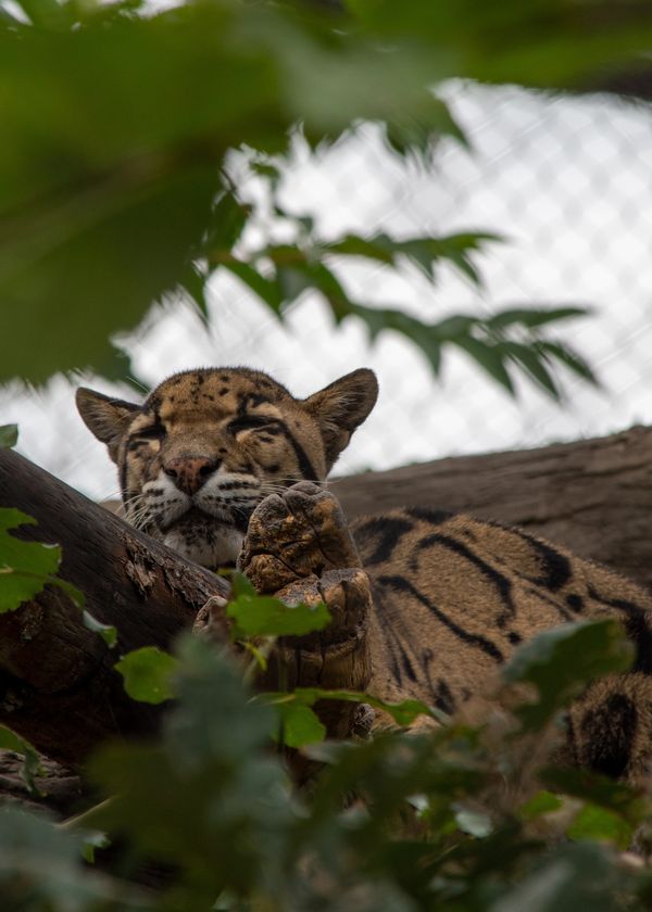 Snoozing Leopard in a tree at Zoo Tampa at Lowry Park.