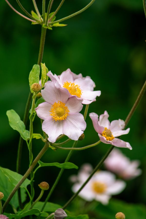 Dainty baby pink flowers with dark green plants behind it.