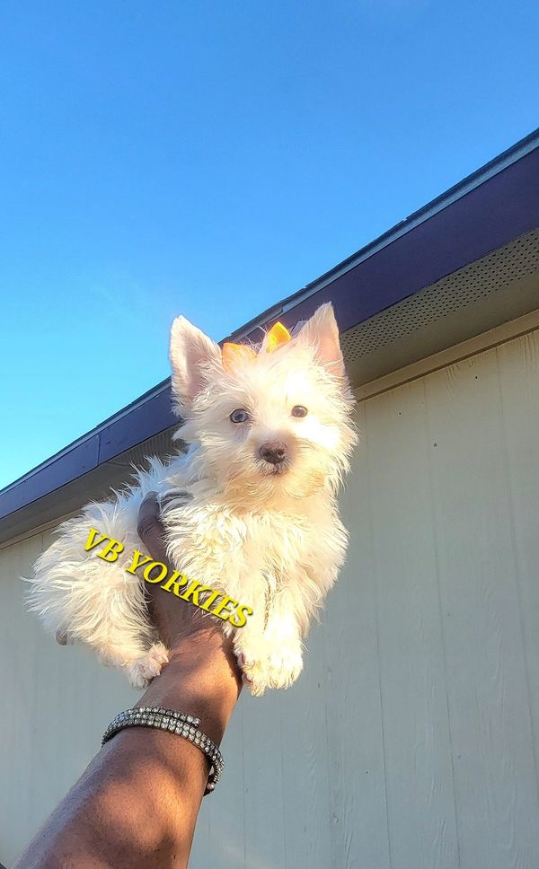 MISS SUNSHINE IS A PLATIUM BLONDE MERLE YORKIE. SHE HAS A BLUE EYE & SHE CARRY EVERY COLOR. $4500
