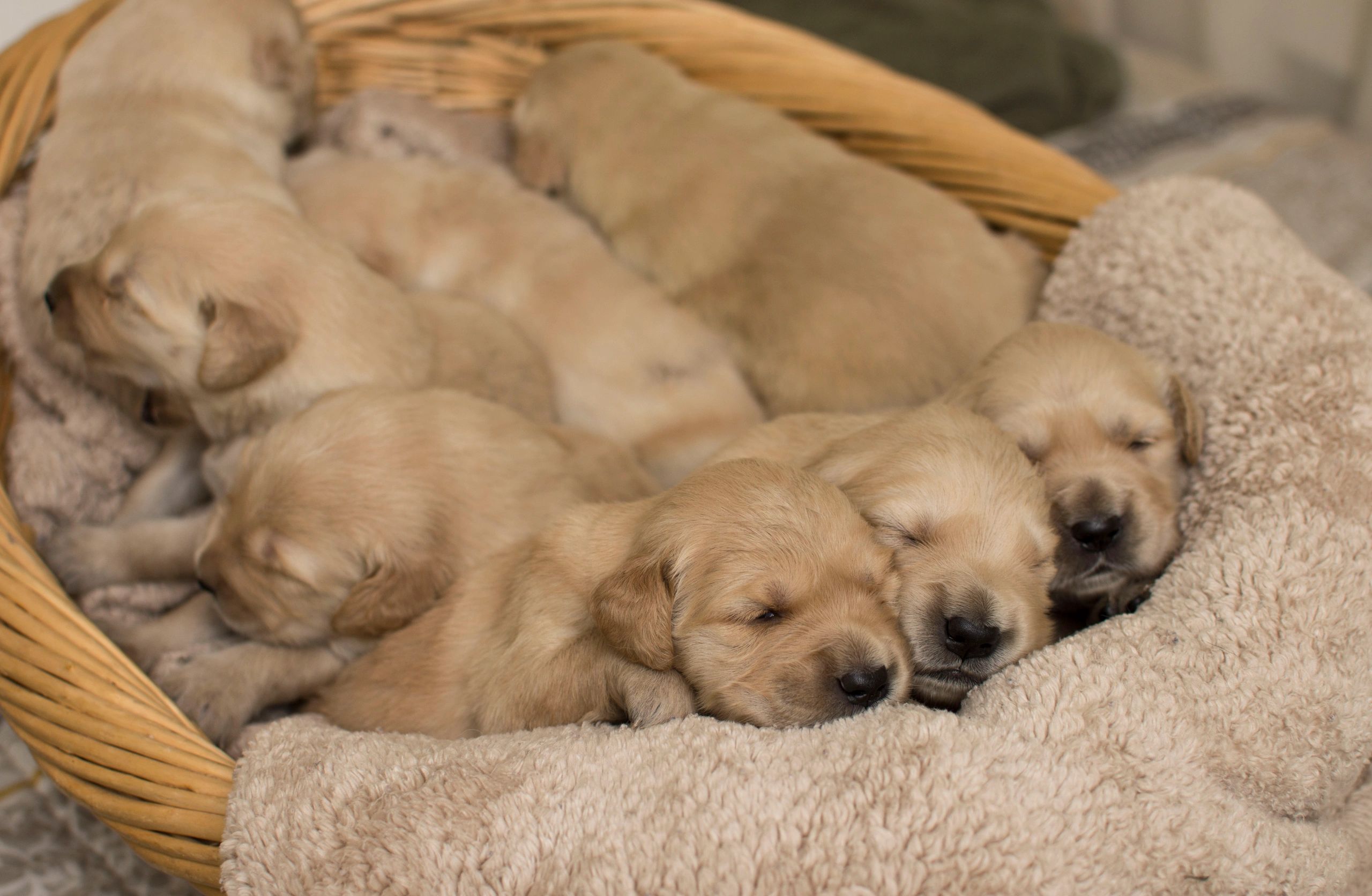 Golden Retriever Puppies For The Love Of Goldens Toledo Ohio