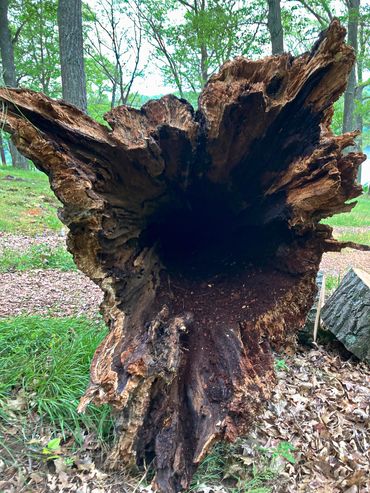 Danger Tree Take Down Services, Tree Health Assessment