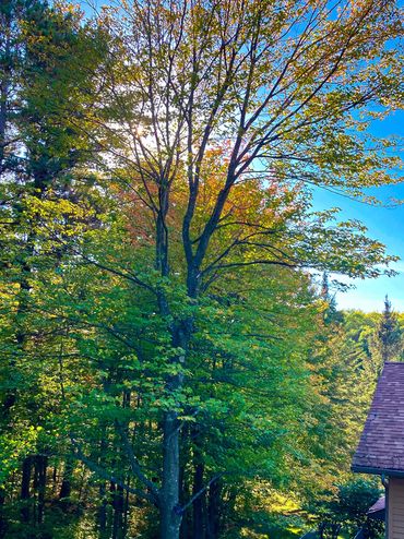 Tree Pruning Services