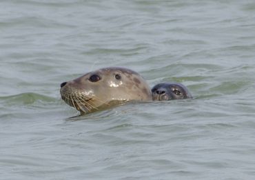 common seal pup