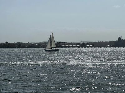A sailboat glides on sparkling water near the shore under a clear sky.