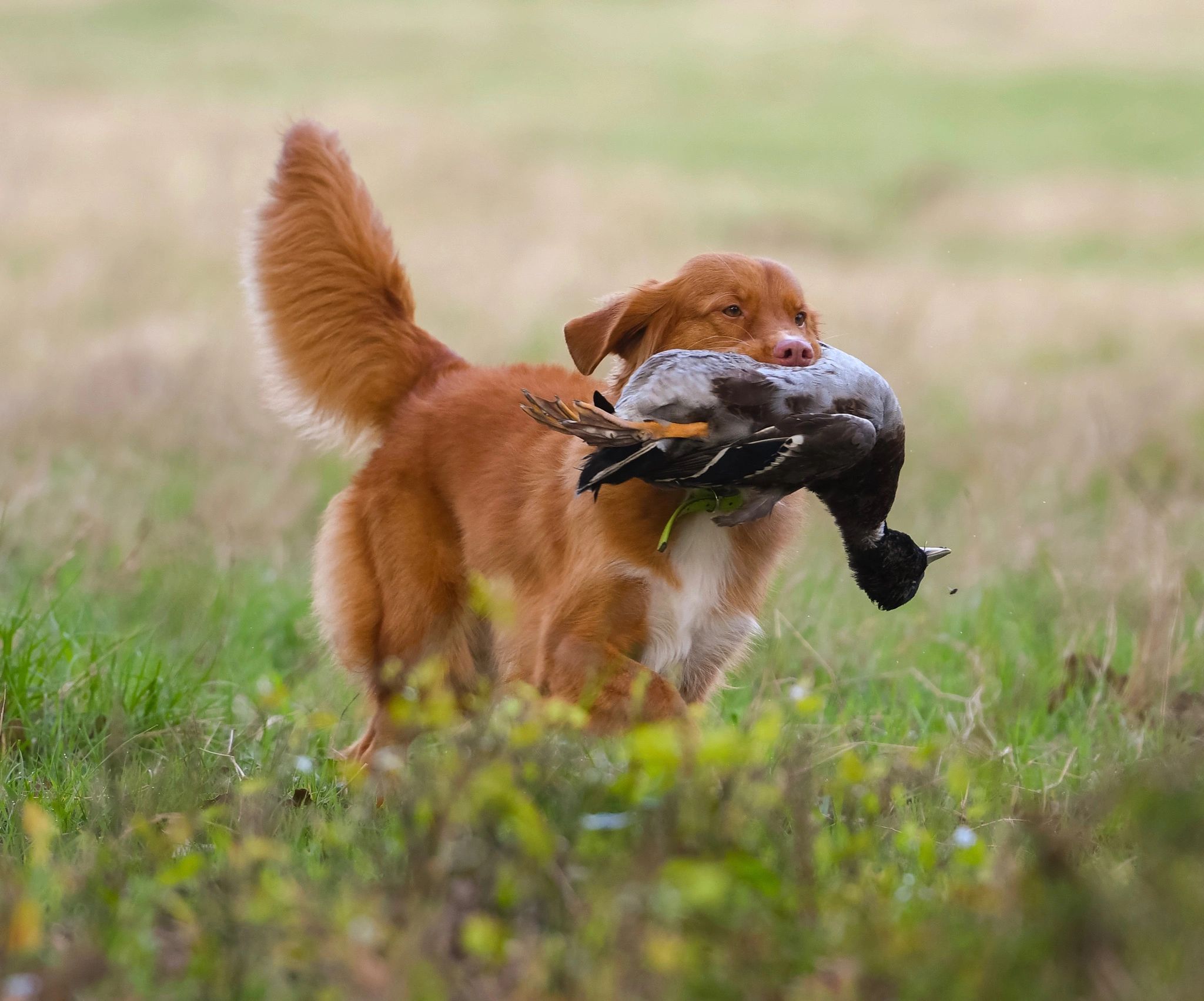 duck tolling retriever hunting