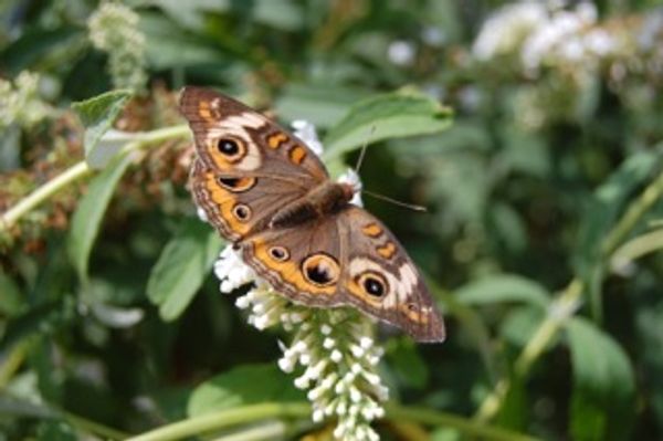Butterflies and Bees are in danger... organic lawn care can help.