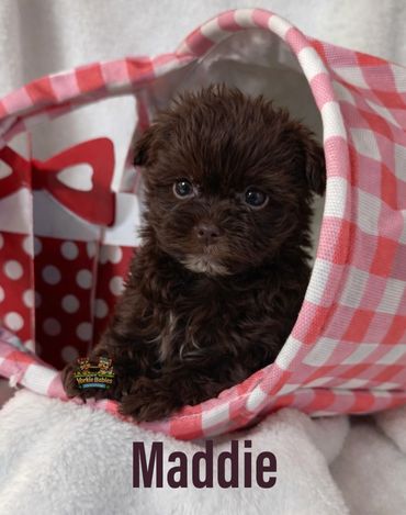 Hi my name is Maddie I’m a chocolate girl and was born on Feb 1st 2026. I’m charting 5.5 pounds at m