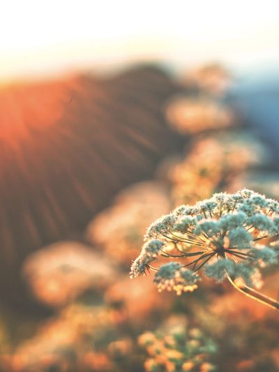Delicate white flowers basking in the warm glow of sunlight during golden hour.