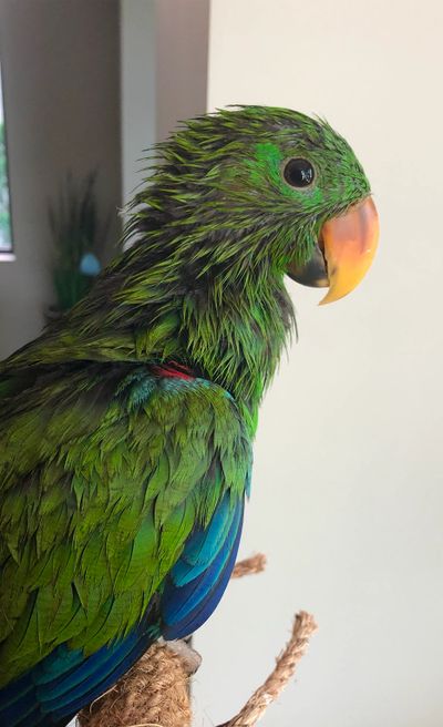 eclectus parrot shower