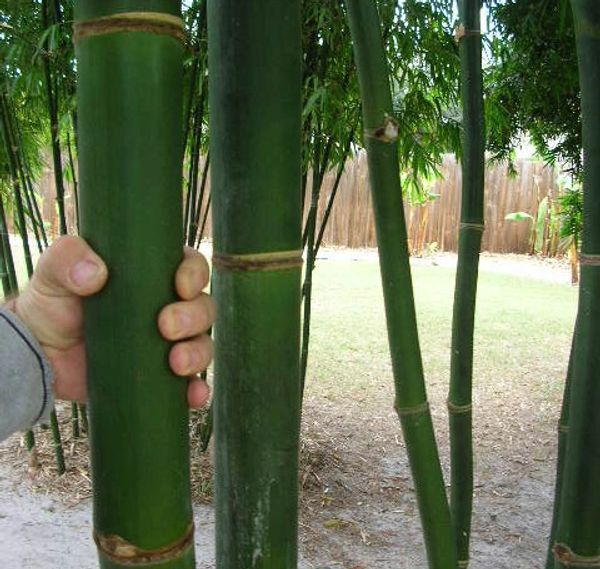 a hand grabbing a large bamboo culm showing how it is fat grass