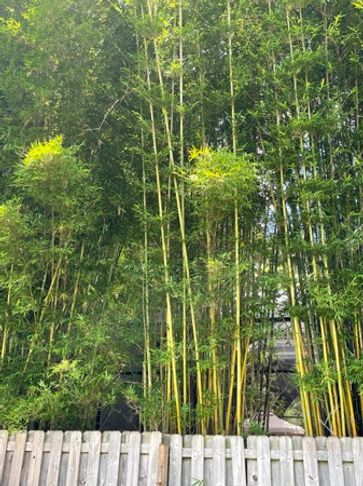 Bamboo privacy screen blocking tall pool enclosure in orange park florida