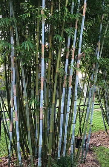 tropical blue bamboo at fat grass bamboo nursery in orange park florida