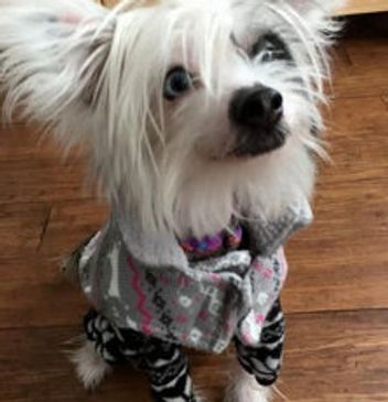 Extreme Chinese Crested Customer Feedback
