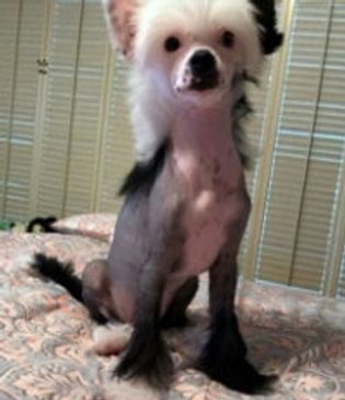 Extreme Chinese Crested Customer Feedback