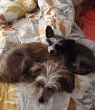 Extreme Chinese Crested Customer Feedback