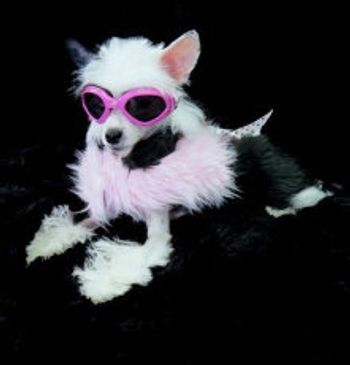 Extreme Chinese Crested Customer Feedback