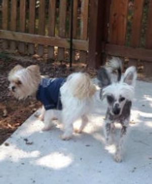 Extreme Chinese Crested Customer Feedback
