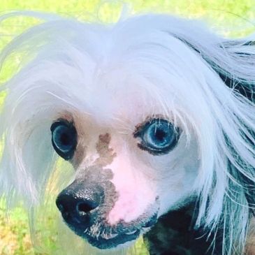 Chinese crested puppies for sale