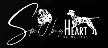 SpotNmy Heart Dalmatians