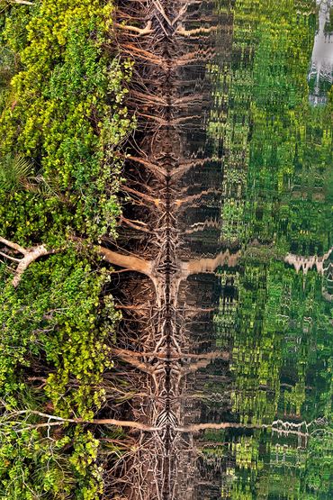 The Lungs of the World