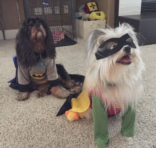 Chester and Winston dressed as Batman and Robin for Halloween