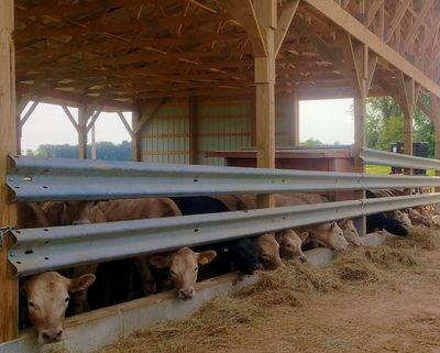 Steer feeding beef cattle near Frederick, Maryland in Frederick County
