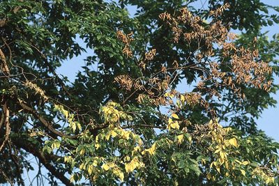 Dutch Elm Disease
Dutch Elm Treatment
DED
Dutch Elm Disease Prevention