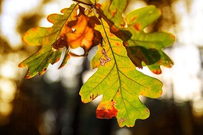 Oak Wilt
Oak wilt disease
Oak wilt signs and symptoms