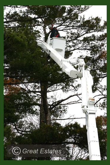 Tree Service
Arborist
Minnesota Arborist
Tree Trimming