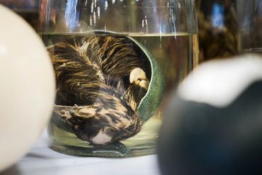 Wet specimen of a baby duck.