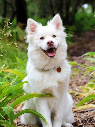 The Canine American