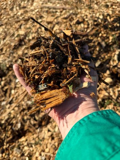 Hand holding wood chips.