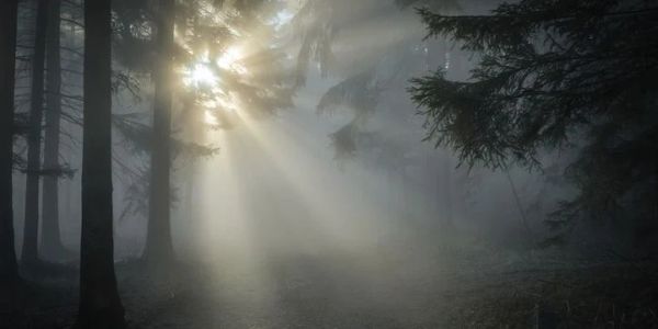 Sun rays piercing through a foggy forest.