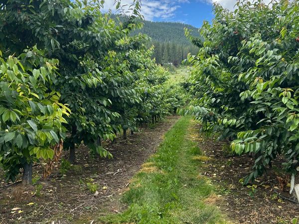 Pathway between rows of lush green trees in an orchard.