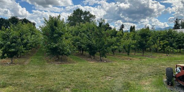 Orchard under a cloudy sky with tractor.