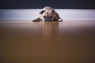 Color photo of a dog laying on the floor looking sad
