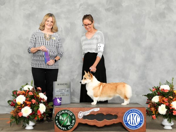 Corgi dog wins award at Conroe Kennel Club show.