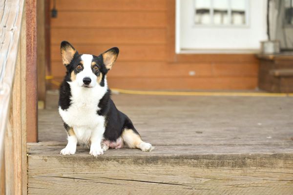 A black and white corgi sitting on a wooden porch.