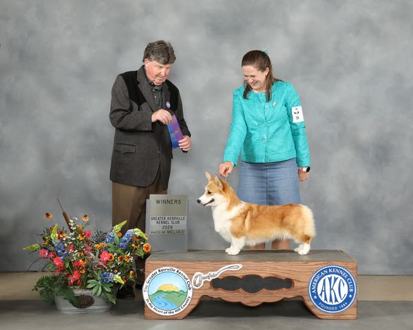 A woman presents a Pembroke Welsh Corgi at a dog show with a judge awarding a ribbon.