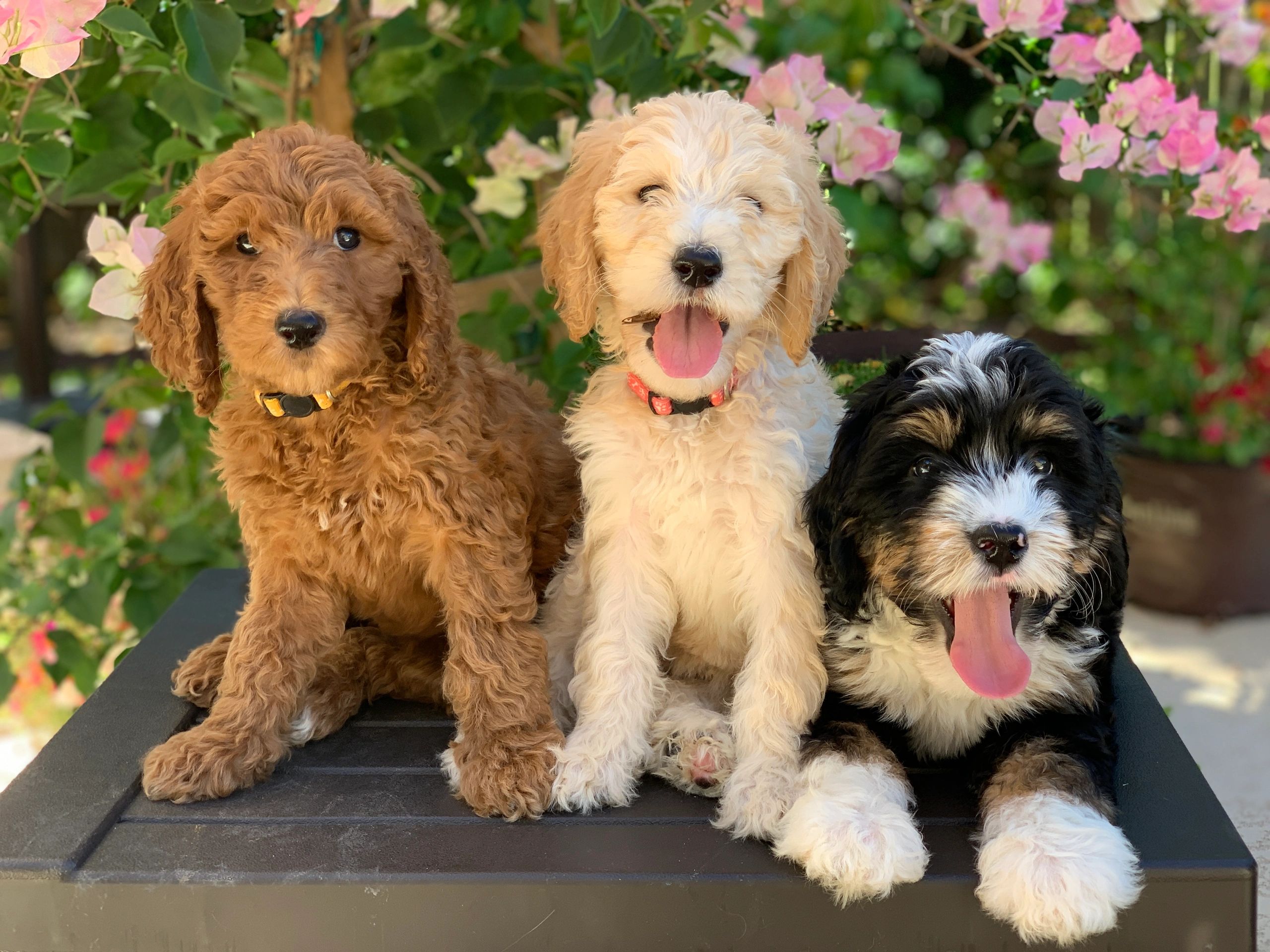 Mini Bernedoodle puppies
Standard Bernedoodle puppies
