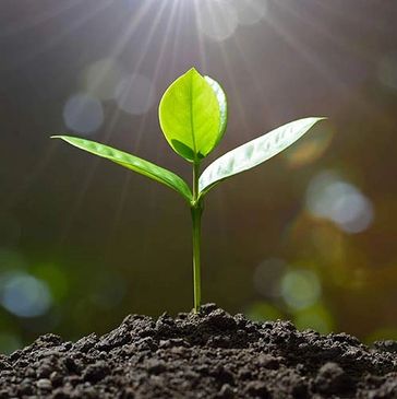 root cubes, rock wool, propagation, trays, seed start, heat mat, root plugs, cloning