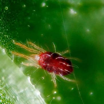 spider mites, mold, mildew, prevention, broad mites, russet mites, thrips, essential oil, bugs,